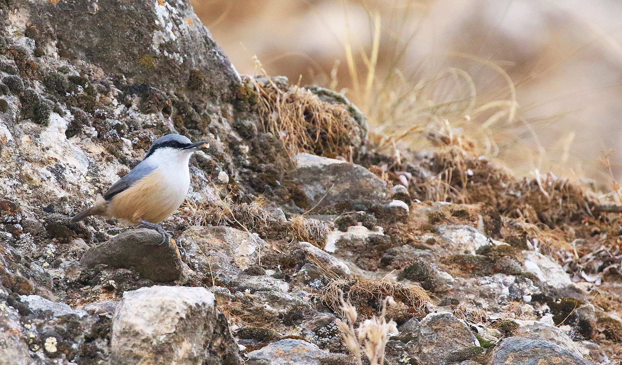 Western Rock Nuthatch